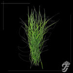 Arugampull(Dhub grass) Bunch - Ideal for Ganesh Chaturthi/Vinayaka Chaturthi product image 1