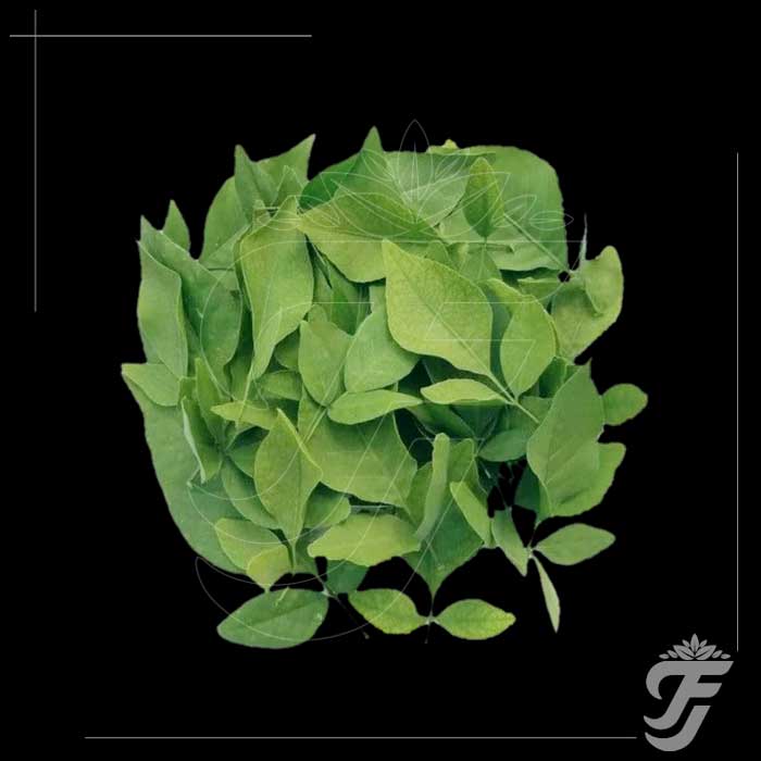 Bael Leaves - 11 leaves in a pack product image 1