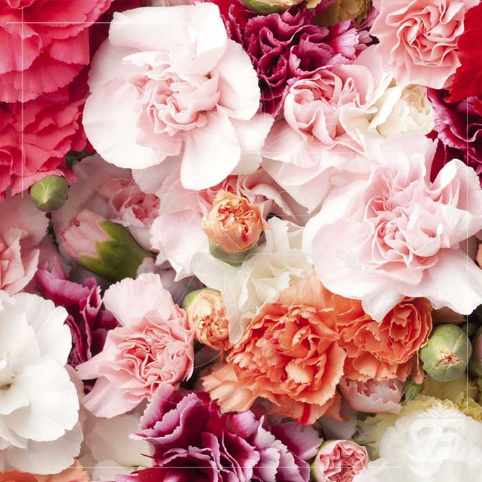 Carnation Mixed Colour - 100grams product image 1