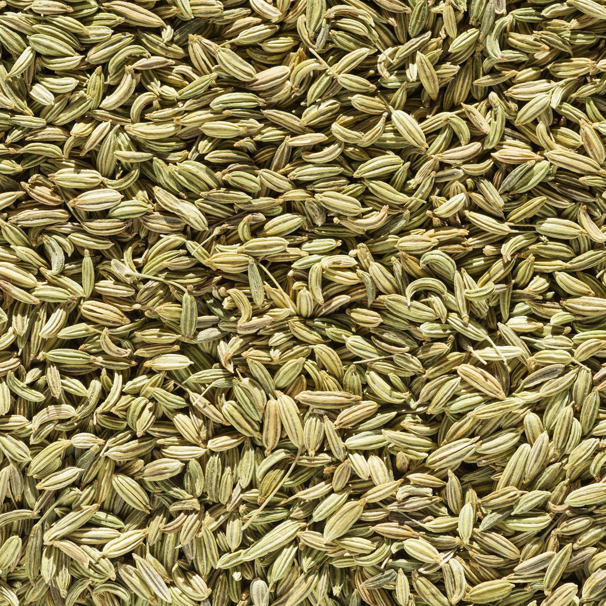 Fenchel Pferd 1kg