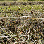 Naturwiesenheu Basic für Kaninchen & Meerschweinchen