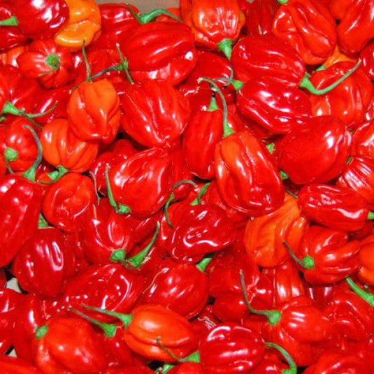 Hot Pepper Chilli 8€/kg
