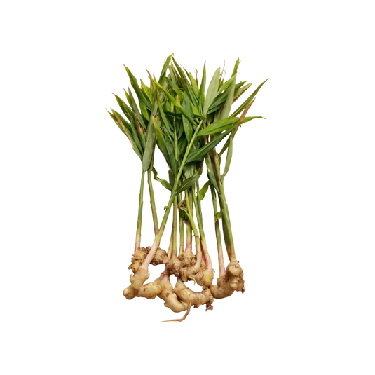 Ginger leaves without Ginger -1 bunch (only Hamburg)