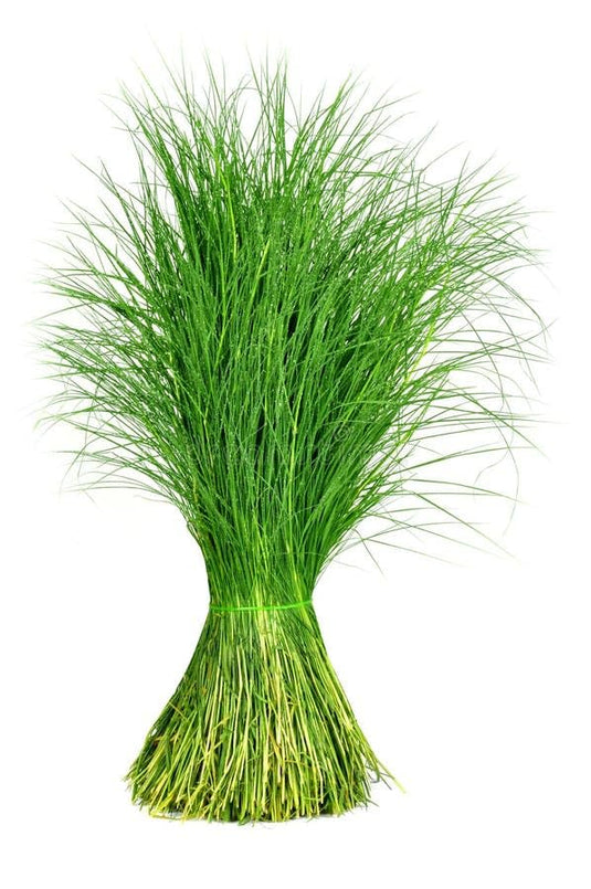 Arugampul / Bermuda grass - bunch
