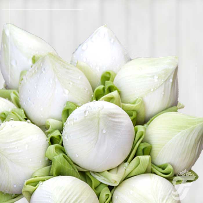 Lotus White - 5 Buds in a pack ( AVAILABLE ONLY FOR VARALAKSHMI POOJA, GANESH CHATURTHI AND DIWALI ) product image 1
