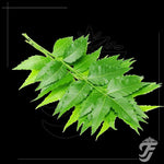 Neem Leaf - fresh product image 1