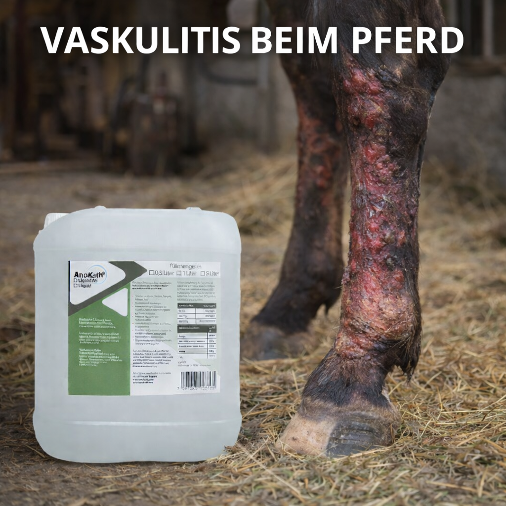 AnoKath® Liquid – unterstützende Begleitung bei Vaskulitis beim Pferd