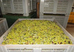 Palombari – Bio Olivenöl Extra Vergine (Kanister)