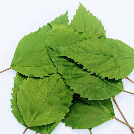Fresh Hibiscus Leaves -1 pack - Namma Markt