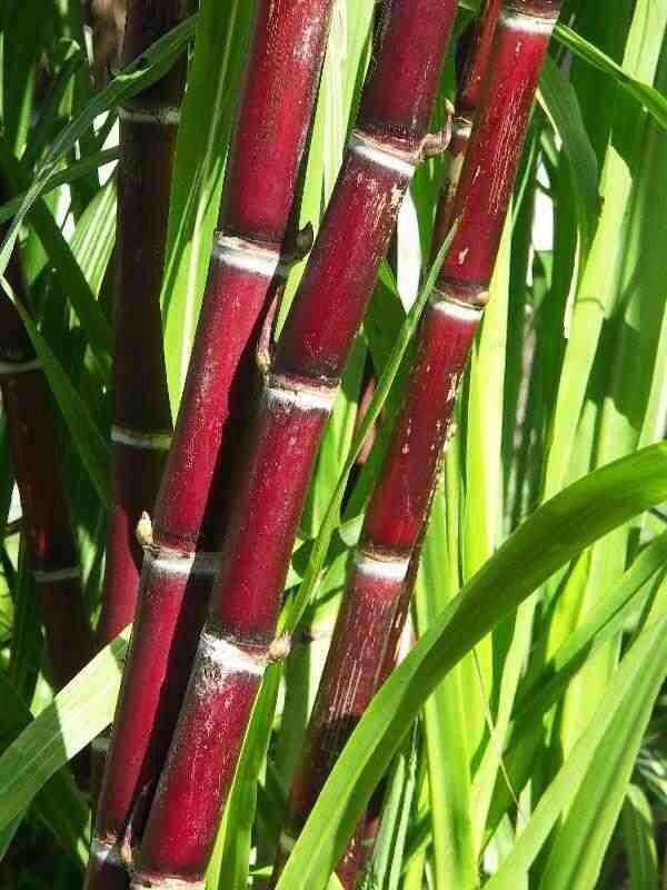 Full Sugar cane with leaves - 1 stk ( only Hamburg) approx 1.5kg - Namma Markt