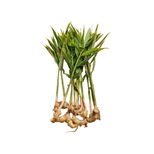 Ginger leaves without Ginger -1 bunch (only Hamburg) - Namma Markt