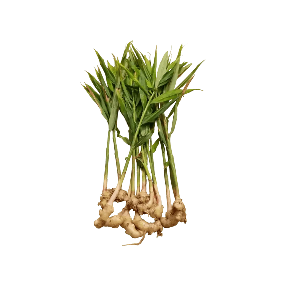 Ginger leaves without Ginger -1 bunch (only Hamburg) - Namma Markt