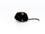 Kösener Maus Plüschtier schwarz