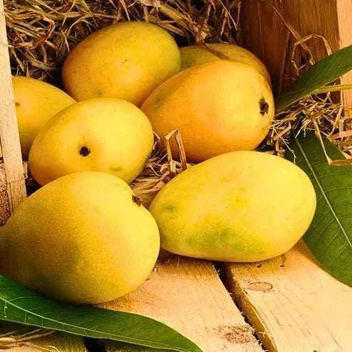 Kesar Mango - 6pcs per box - Namma Markt