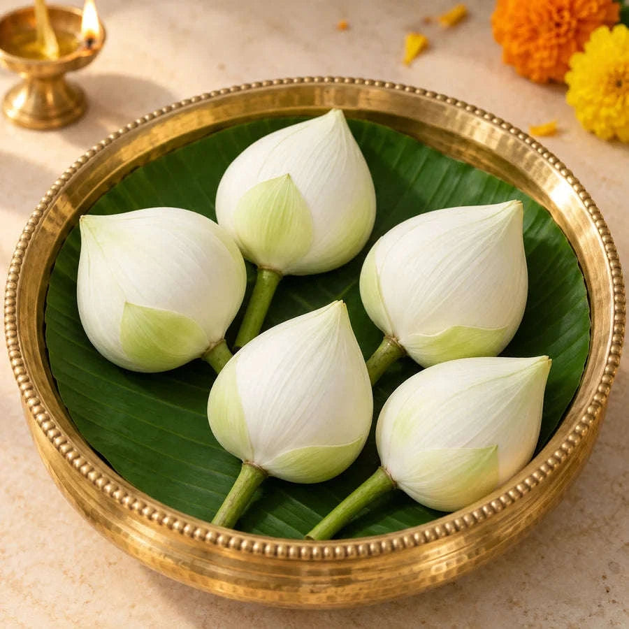 Lotus White – 5 Buds per Pack Namma Markt