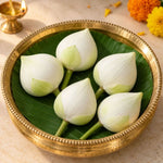 Lotus White – 5 Buds per Pack Namma Markt