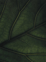 Green Home Book - Coffee Table Book - Grün Wohnen