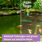 Algen Stopp