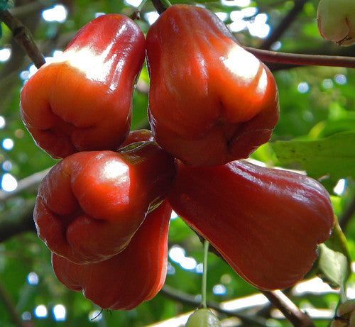 Rose apple