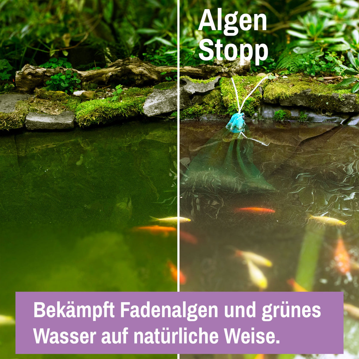 Algen Stopp