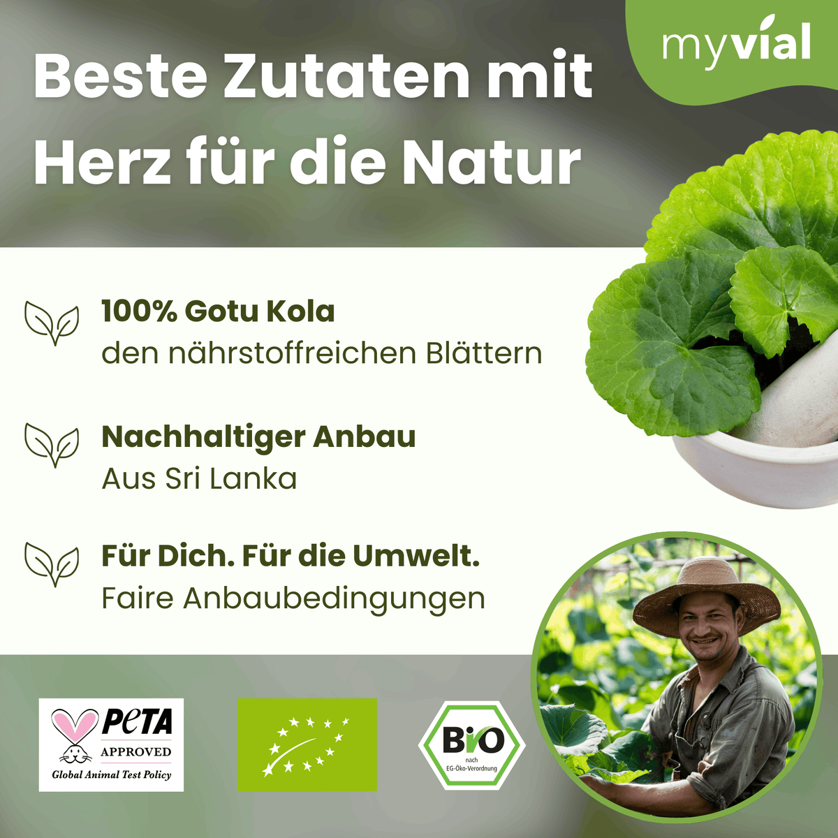 Bio Gotu Kola Kapseln Namma Markt