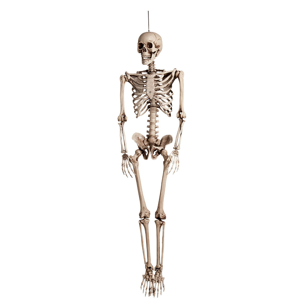 Skelett 160 cm Lebensgroß | Halloween Dekoration