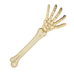 Skelett Arm ca. 46cm Halloween Dekoration
