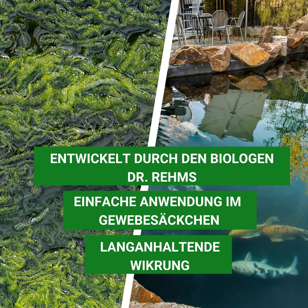 Fadenalgen bekämpfen  mit Algiforte von Aqua-Cereal