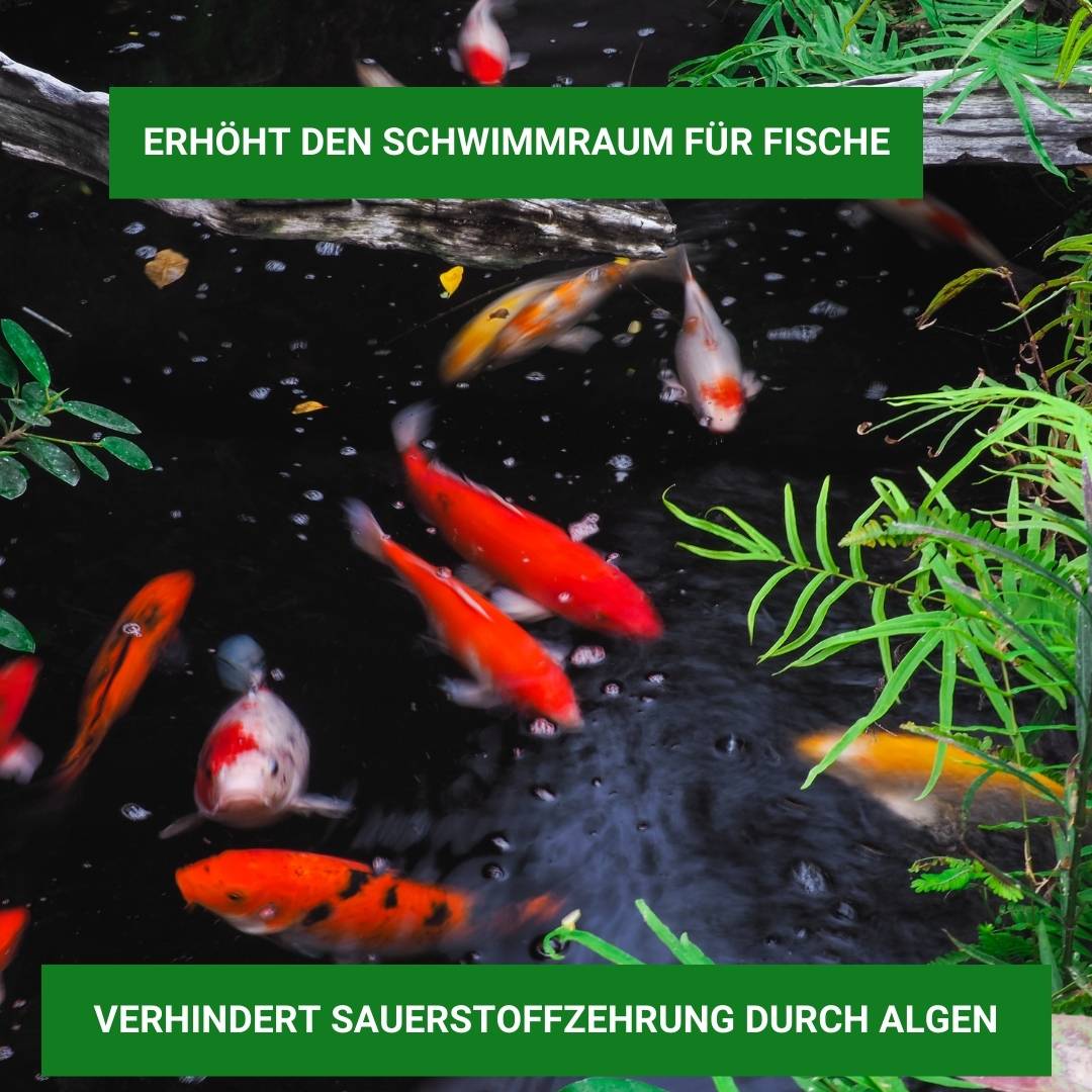 Fadenalgen bekämpfen  mit Algiforte von Aqua-Cereal