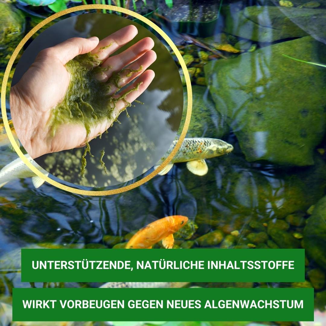 Fadenalgen bekämpfen  mit Algiforte von Aqua-Cereal