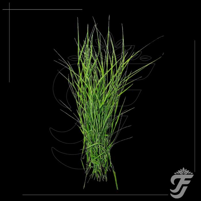 Arugampull(Dhub grass) Bunch - Ideal for Ganesh Chaturthi/Vinayaka Chaturthi product image 1