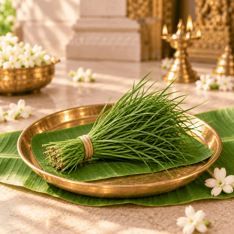 Arugampull (Dhub Grass) Bunch – 1 Bunch Namma Markt