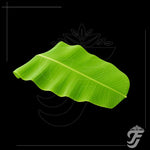 Banana Leaves(1 Bunch - 5 Leaves) product image 1
