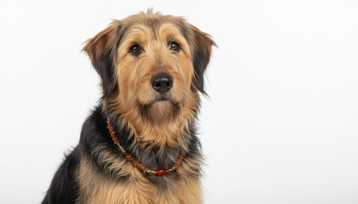 Hunde Bernsteinkette mit Citrin und Achat Länge 44cm