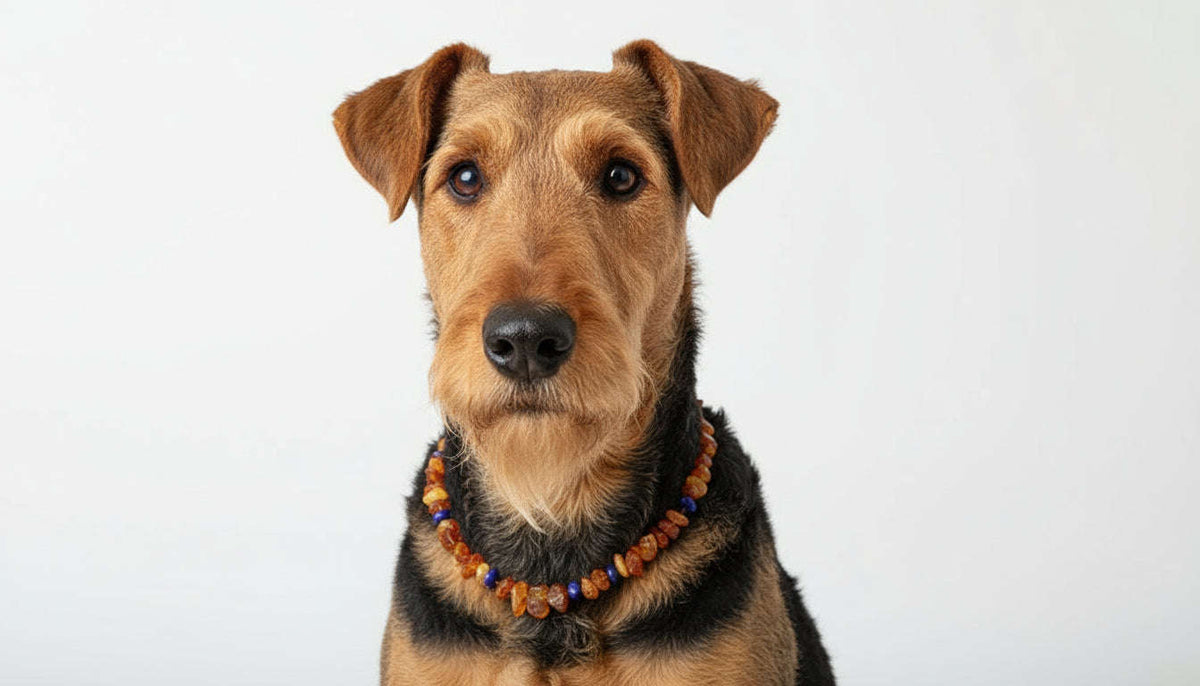 Hunde Bernsteinkette Lapislazuli Namma Markt