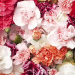 Carnation Mixed Colour - 200grams product image 1