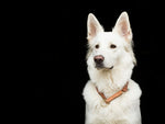 Hundehalsband CLASSIC Rundzug