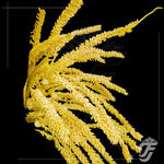 Coconut flower - NOTICE ( 15 DAYS PRIOR ORDERING ) product image 1