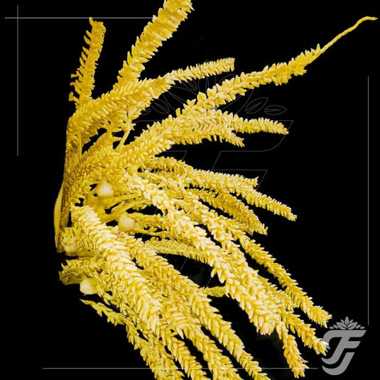 Coconut flower - NOTICE ( 15 DAYS PRIOR ORDERING ) product image 1