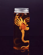Xenomorph Larva Art Poster