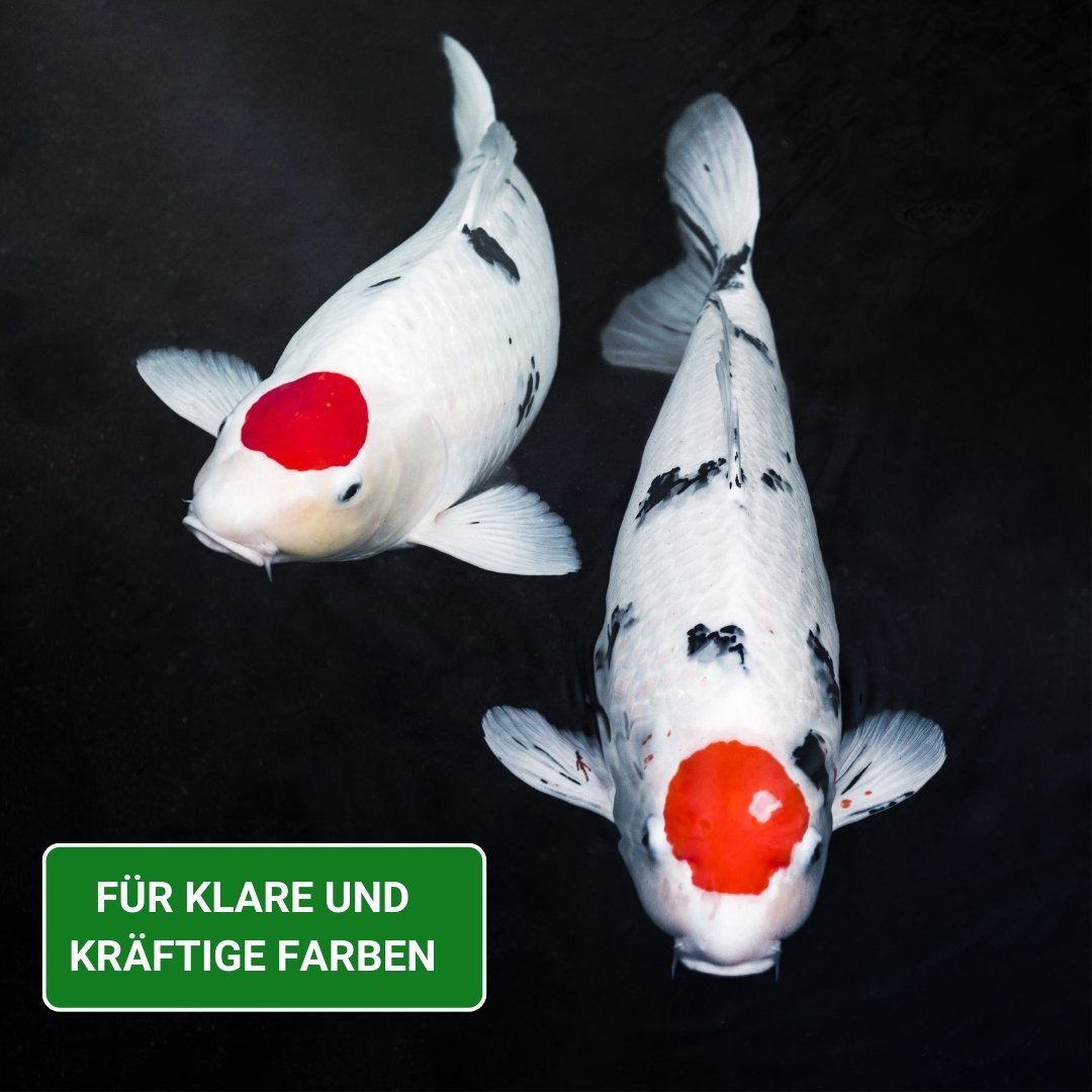 KENKOU® BAKUDAI Koifutter - 3 mm oder 6 mm schwimmend
