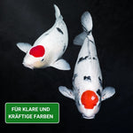 KENKOU® BAKUDAI Koifutter - 3 mm oder 6 mm schwimmend