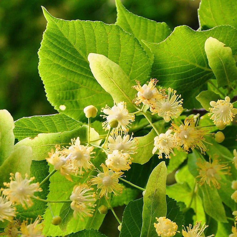 Deutscher Lindenhonig – aromatisch, würzig und charaktervoll