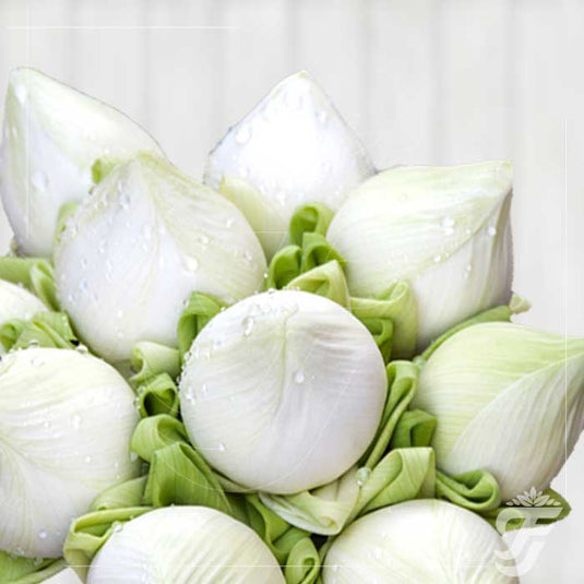 Lotus White - 5 Buds in a pack  ( AVAILABLE ONLY FOR VARALAKSHMI POOJA, GANESH CHATURTHI AND DIWALI ) product image 1