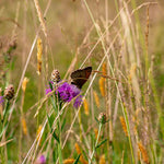 Naturwiesenheu Basic für Kaninchen & Meerschweinchen