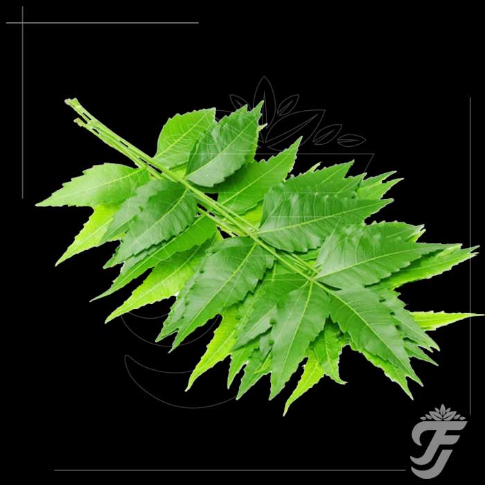 Neem Leaf - fresh product image 1