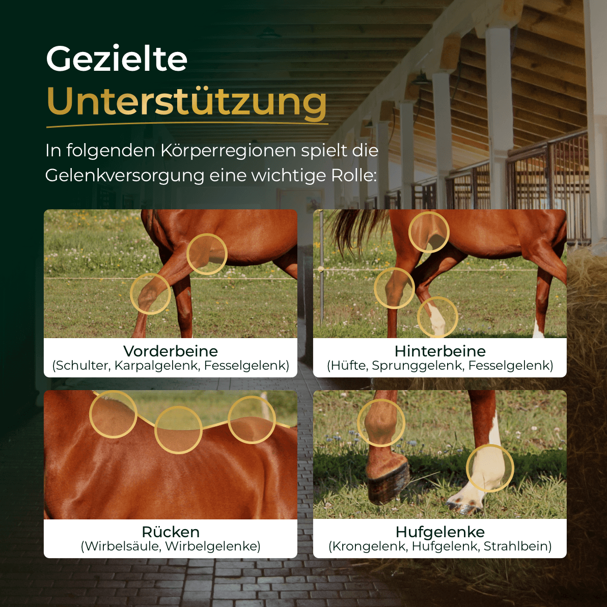Gelenke+