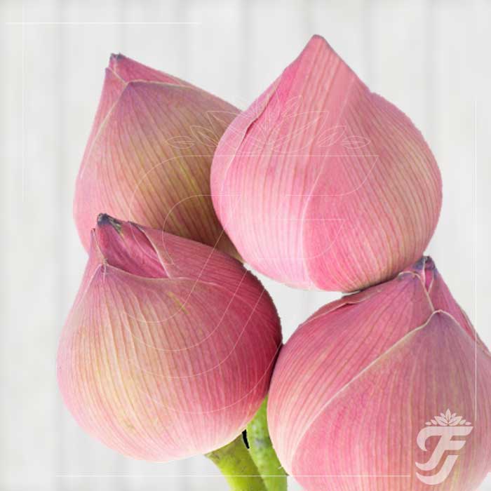 Lotus Pink - 5 Buds in a pack ( AVAILABLE ONLY FOR VARALAKSHMI POOJA, GANESH CHATURTHI AND DIWALI ) product image 1