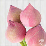 Lotus Pink - 5 Buds in a pack ( AVAILABLE ONLY FOR VARALAKSHMI POOJA, GANESH CHATURTHI AND DIWALI ) product image 1