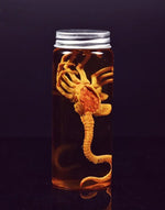 Xenomorph Larva Art Poster